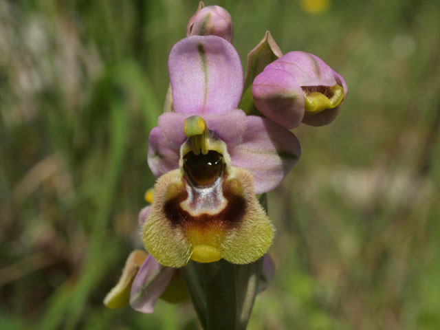 Ancora fioriture in Basilicata